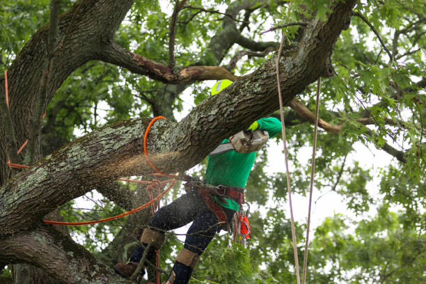 Best Tree Cabling and Bracing  in Kirksville, MO