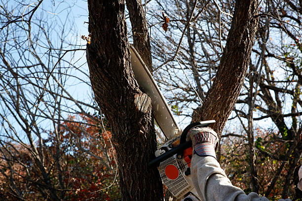 Best Stump Grinding and Removal  in Kirksville, MO